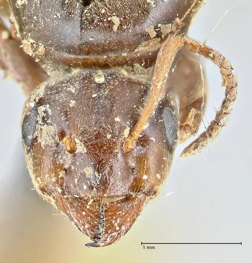 Lasius brunneus - FOCOL2737
