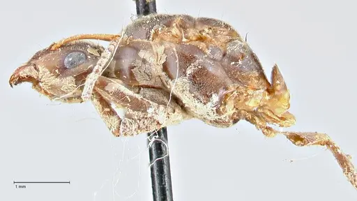 Lasius brunneus - FOCOL2737