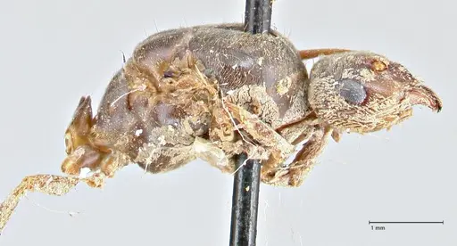 Lasius brunneus - FOCOL2737