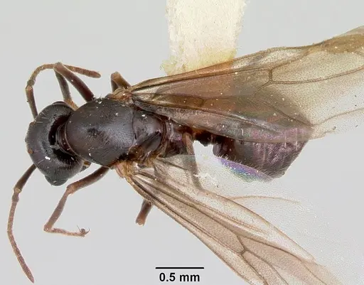 Lasius bureni specimen