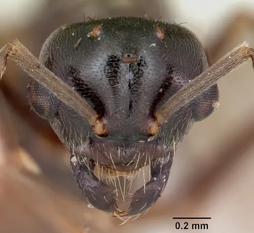 Lasius bureni specimen