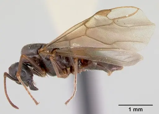 Lasius bureni specimen