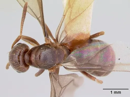 Lasius bureni - CASENT0103503