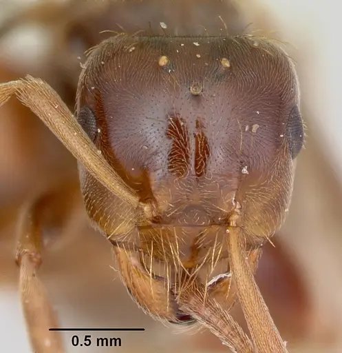 Lasius bureni - CASENT0103503