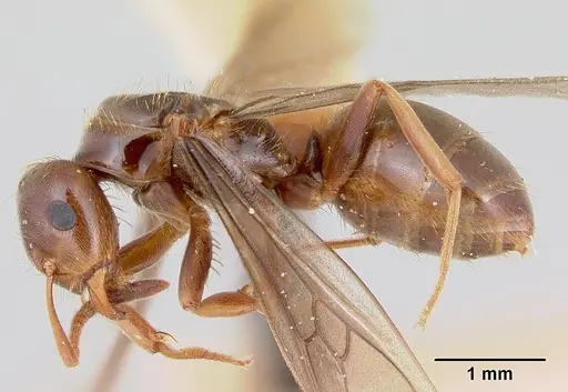 Lasius bureni - CASENT0103503