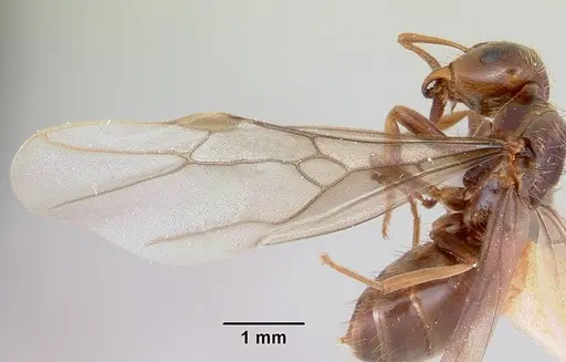 Lasius bureni - CASENT0103503