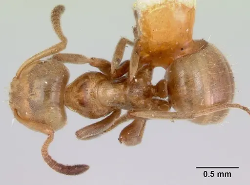 Lasius bureni - CASENT0105712