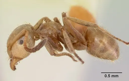 Lasius bureni - CASENT0105712