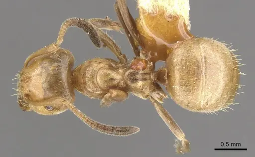 Lasius bureni - CASENT0903200
