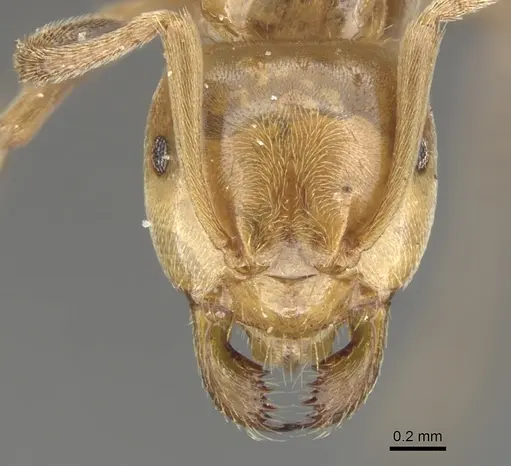 Lasius bureni - CASENT0903200