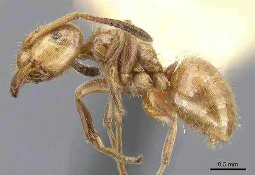 Lasius bureni - CASENT0903200