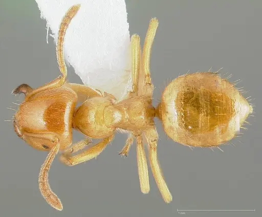 Lasius californicus specimen
