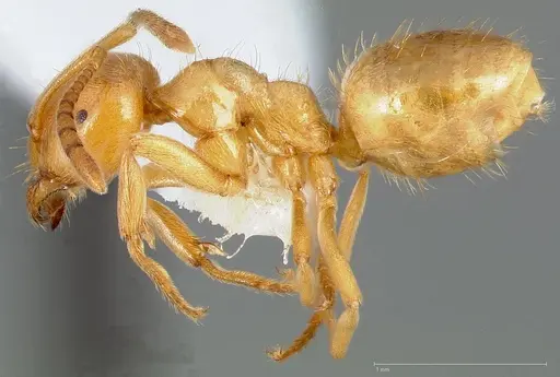 Lasius californicus specimen