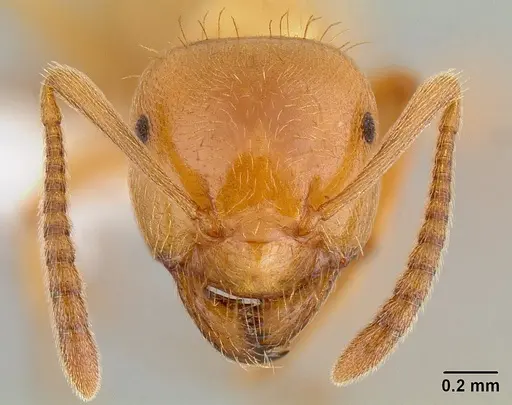 Lasius californicus - CASENT0106045