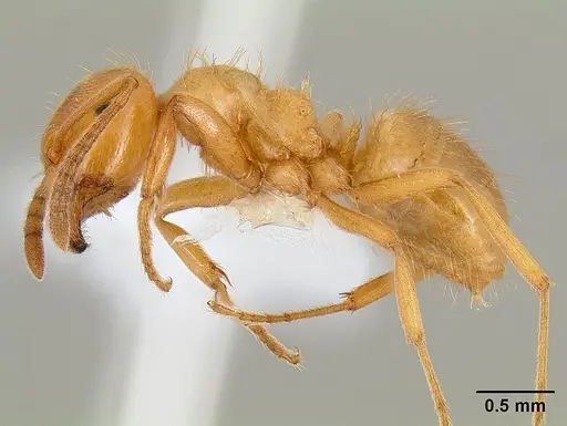 Lasius californicus - CASENT0106045