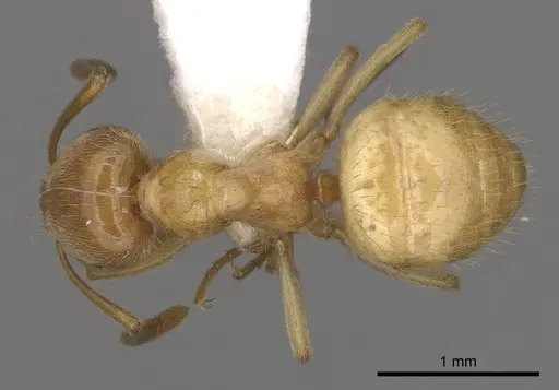 Lasius californicus - CASENT0280433