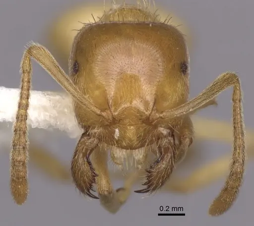 Lasius californicus - CASENT0280433