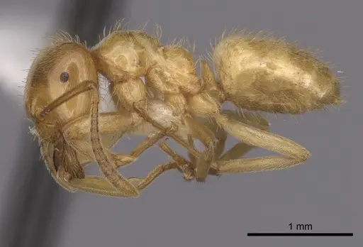 Lasius californicus - CASENT0280433