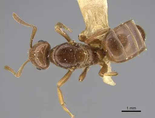 Lasius californicus - CASENT0843994