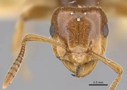 Lasius californicus - CASENT0843994