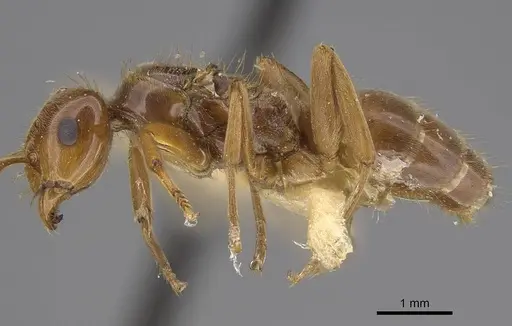 Lasius californicus - CASENT0843994