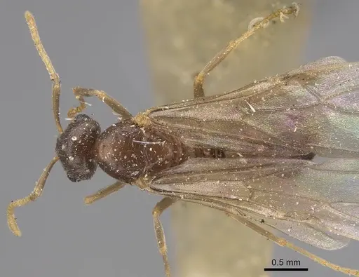 Lasius californicus - CASENT0843995