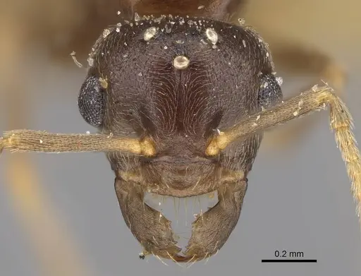 Lasius californicus - CASENT0843995