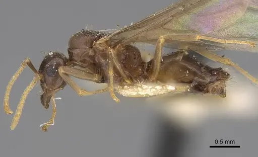 Lasius californicus - CASENT0843995