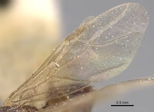 Lasius californicus - CASENT0843995