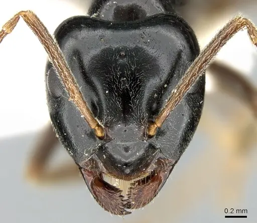 Lasius capitatus specimen