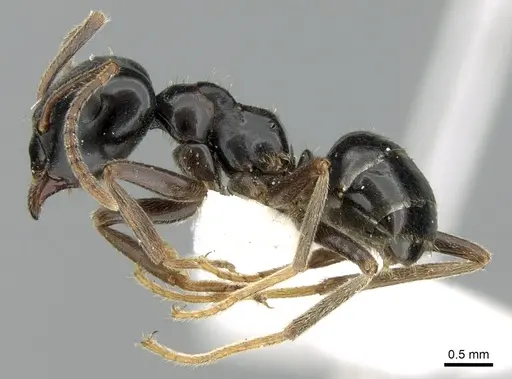 Lasius capitatus specimen