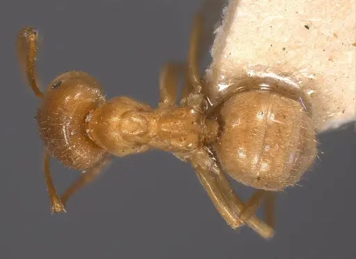 Lasius carniolicus specimen