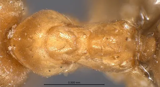 Lasius carniolicus specimen