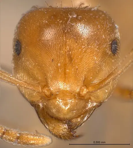 Lasius carniolicus specimen
