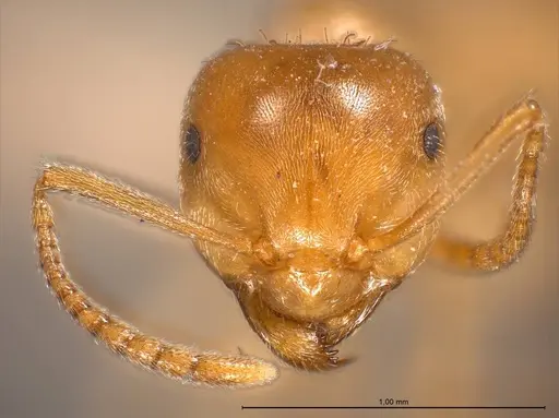 Lasius carniolicus - ANTWEB1008432