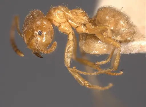 Lasius carniolicus - ANTWEB1008432