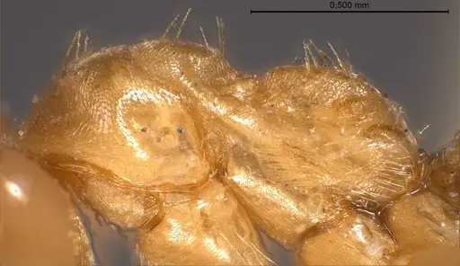 Lasius carniolicus - ANTWEB1008432