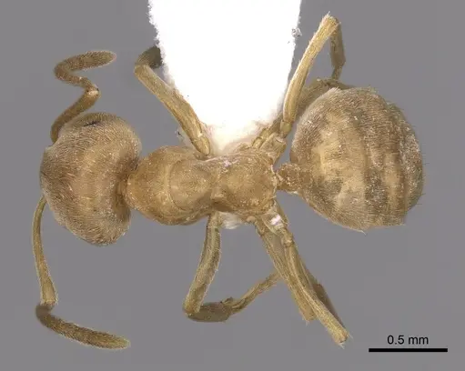 Lasius carniolicus - CASENT0280471