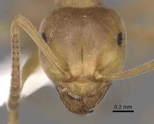 Lasius carniolicus - CASENT0280471