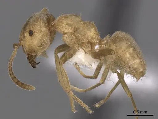 Lasius carniolicus - CASENT0280471