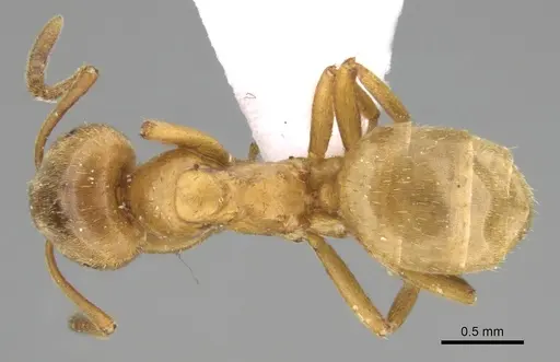 Lasius carniolicus - CASENT0906074