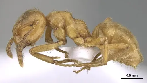 Lasius carniolicus - CASENT0906074