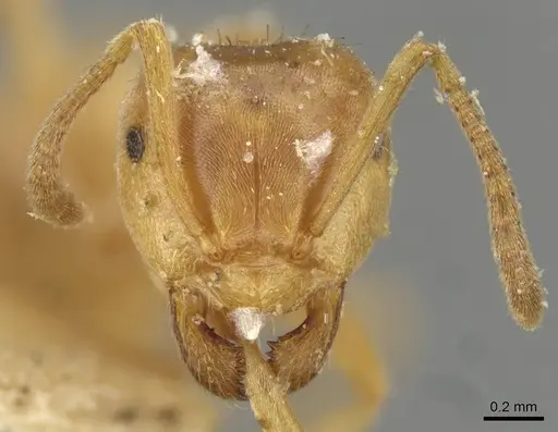 Lasius carniolicus - CASENT0911053