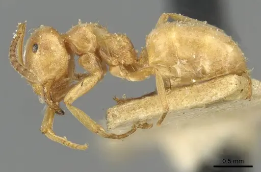 Lasius carniolicus - CASENT0911053