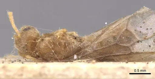 Lasius carniolicus - CASENT0913597