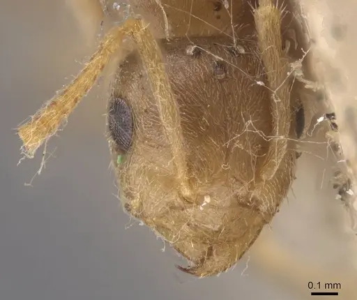 Lasius carniolicus - CASENT0913597