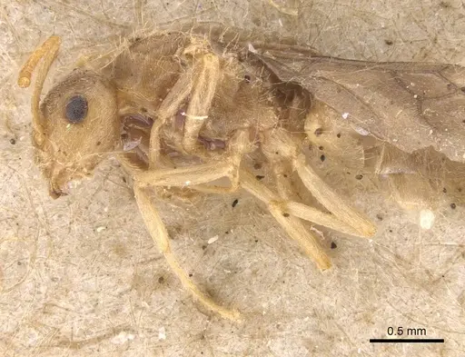 Lasius carniolicus - CASENT0913597