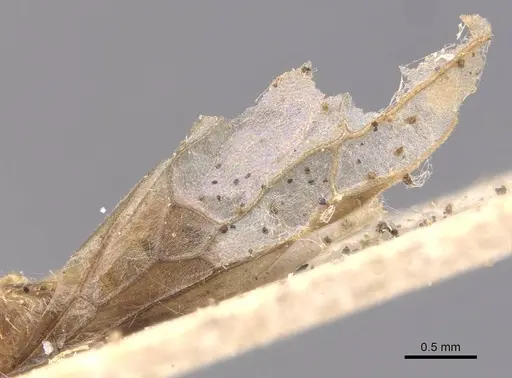 Lasius carniolicus - CASENT0913597