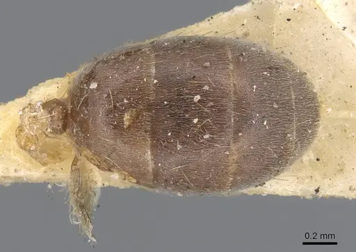 Lasius carniolicus - CASENT0915588