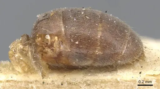 Lasius carniolicus - CASENT0915588